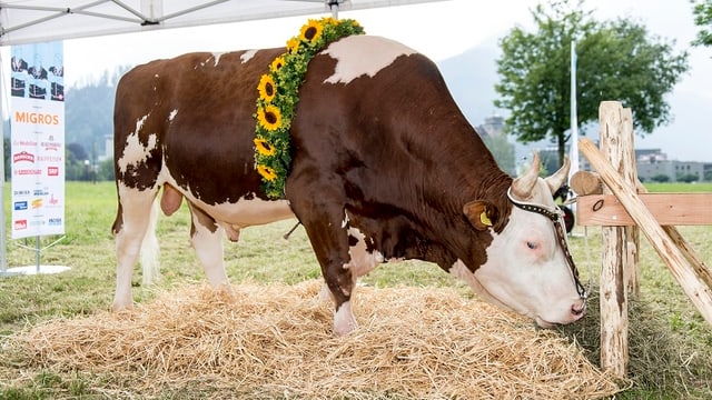 Stier. Stier.