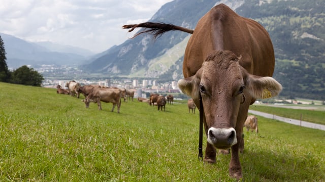 Kuh auf einer Wiese bei Chur Kuh auf einer Wiese bei Chur