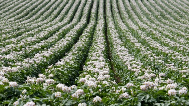 Blühende Kartoffelfelder in Hokkaido – in einer Archivaufnahme. Blühende Kartoffelfelder in Hokkaido – in einer Archivaufnahme.