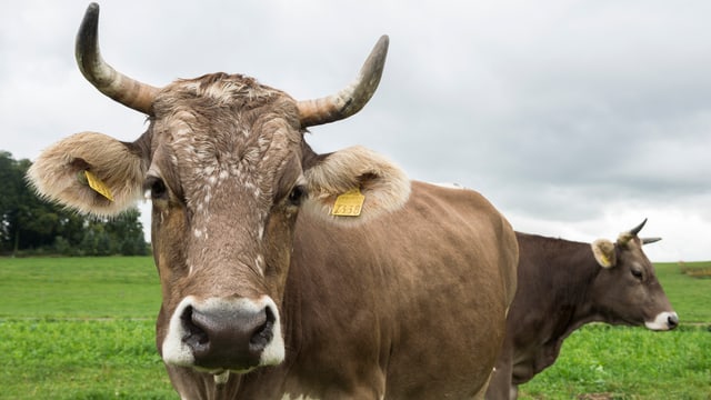 Behornte Kühe auf einer Weide. Behornte Kühe auf einer Weide.