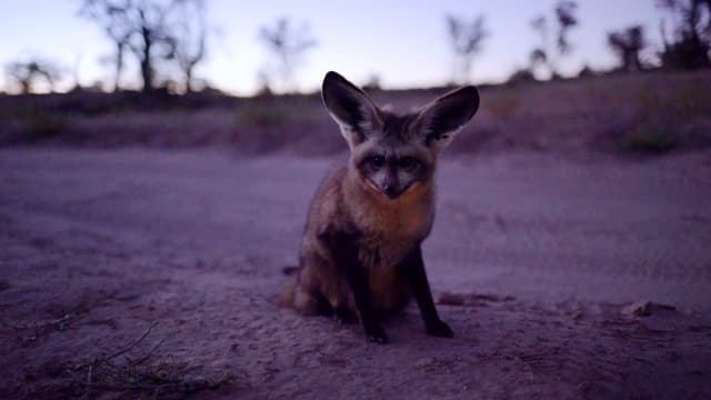 Bat-Eared-Fox, Löffelhund oder Grossohrfuchs: Dieses putzige Tier hat viele Namen. Bat-Eared-Fox, Löffelhund oder Grossohrfuchs: Dieses putzige Tier hat viele Namen.