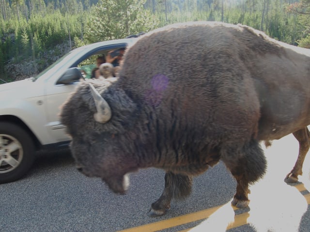 Ein Bison läuft neben einen Auto her. Ein Bison läuft neben einen Auto her.