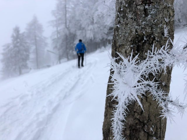 Auf den Jurahöhen ist es auch seit Tagen meist grau, wie das Bild von der Hohen Winde beweist. Auf den Jurahöhen ist es auch seit Tagen meist grau, wie das Bild von der Hohen Winde beweist.