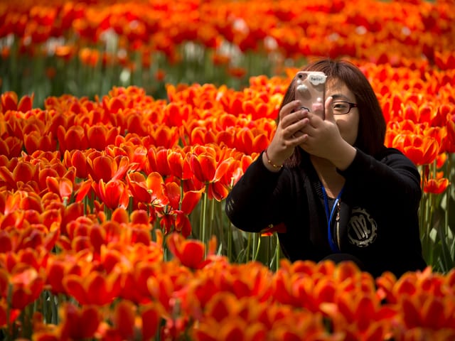 Frau mit Smartphone in Tulpenfeld. Frau mit Smartphone in Tulpenfeld.