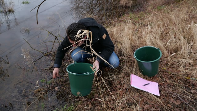 Mann setzt Frösche an Weiher frei. Mann setzt Frösche an Weiher frei.