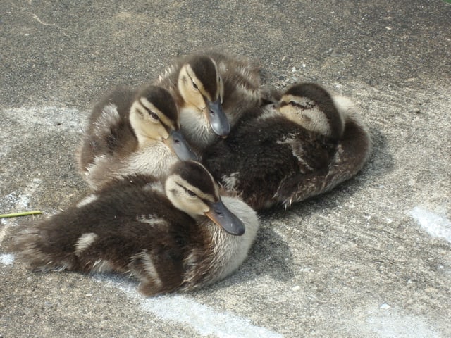 junge Enten