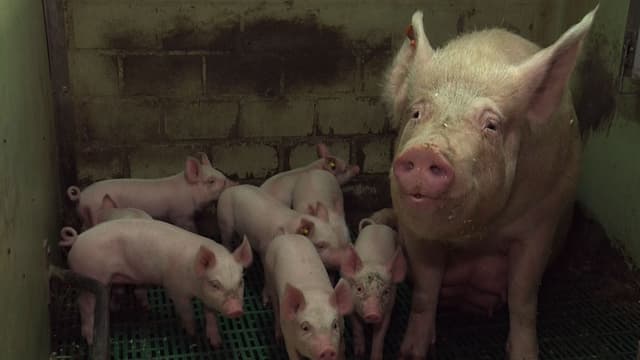 Mastschweine in engem, dreckigem Stall Mastschweine in engem, dreckigem Stall