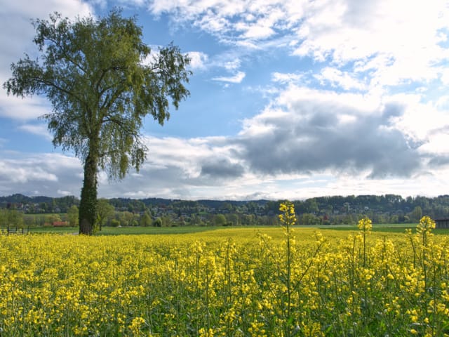 Einzelner Baum auf einer gelben Wiese. Im Hintergrund ist der Himmel teils blau, teils bewölkt.