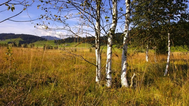 Blick auf ein Hochmoor mit Birken Blick auf ein Hochmoor mit Birken