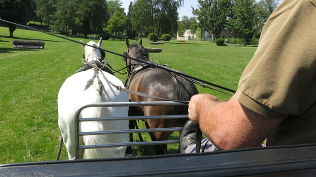 Pferde ziehen einen Wagen durch einen Park. Pferde ziehen einen Wagen durch einen Park.