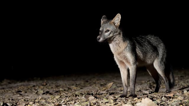 Ein Fuchs steht auf Laub in der Dunkelheit. Ein Fuchs steht auf Laub in der Dunkelheit.
