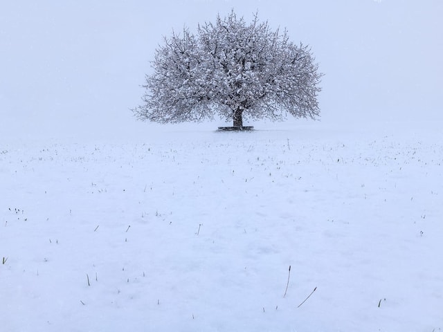 Weisse Landschaft mit einem Baum.