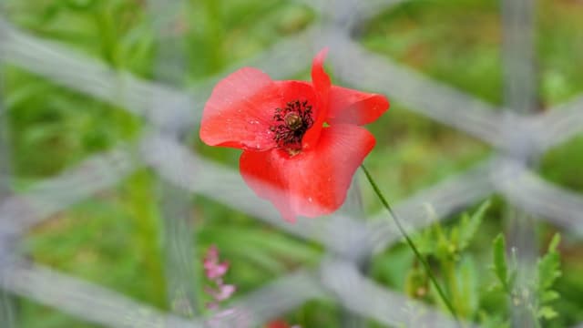 Symbolbild: Eine Mohnblume hinter einem Maschendrahtzaun. Symbolbild: Eine Mohnblume hinter einem Maschendrahtzaun.