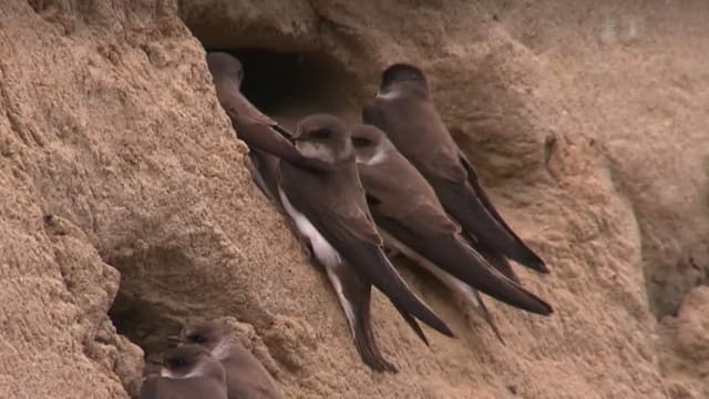 Braune Vögel vor Löchern in Sandwand. Braune Vögel vor Löchern in Sandwand.
