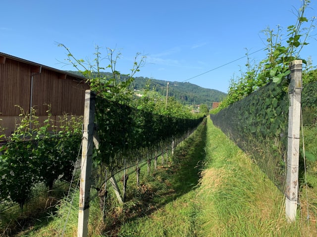 Blick in eine entlaubte Zeile eines Rebbergs. Blick in eine entlaubte Zeile eines Rebbergs.