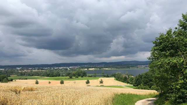 Von Fällanden Blick nach Norden auf ein Kornfeld und den Greifensee Von Fällanden Blick nach Norden auf ein Kornfeld und den Greifensee