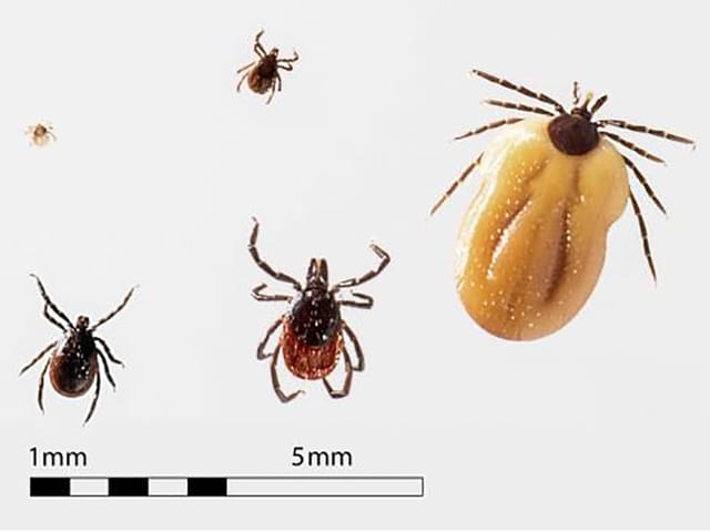 Fotos von fünf Zecken in unterschiedlichen Lebensphasen Fotos von fünf Zecken in unterschiedlichen Lebensphasen
