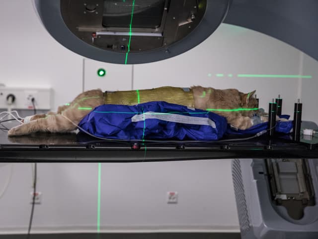 Rocky liegt unter dem Bestrahlungsgerät, ein Lichtkreuz auf seinem Körper. Rocky liegt unter dem Bestrahlungsgerät, ein Lichtkreuz auf seinem Körper.