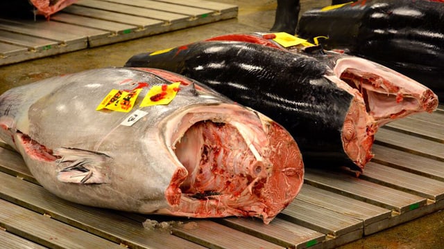 Linker Fisch: graue Oberfläche, rosa Fleisch; rechter Fisch: schwarze Oberfläche, rosa Fleisch. Linker Fisch: graue Oberfläche, rosa Fleisch; rechter Fisch: schwarze Oberfläche, rosa Fleisch.