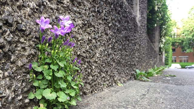 Mauerblümchen Mauerblümchen