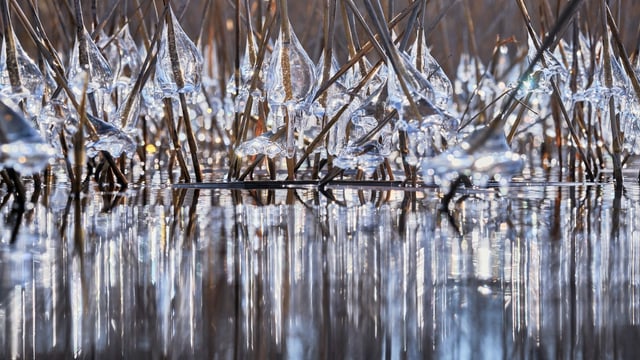 Eisperlen bildeten sich direkt über dem Wasser am Schilf. Es war so kalt, dass das Wasser der kleinen Wellen an den Halmen einfror. Danach war der See spiegelglatt und die Sonne liess die Perlen erstrahlen.