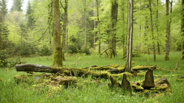 Eine Wald-Lichtung, auf der ein umgekippter Stamm liegt, Eine Wald-Lichtung, auf der ein umgekippter Stamm liegt,