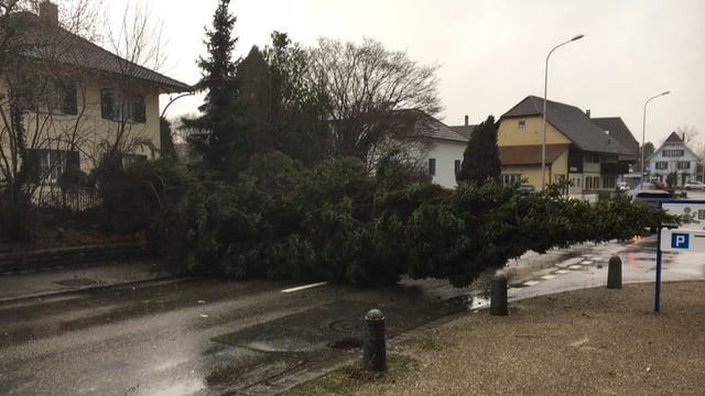 Tanne auf Strasse Tanne auf Strasse