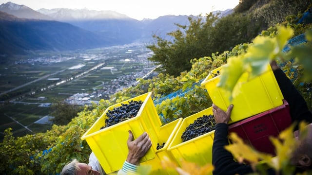 Weinlese im Kanton Wallis 2019. Weinlese im Kanton Wallis 2019.