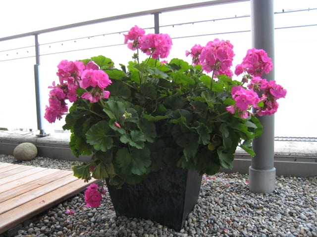 Geranien in voller Blüte.