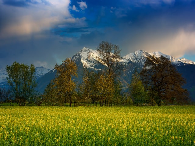 Schleierwolken flankieren die Berggipfel bei Thun, im Vordergrund blühender Raps.