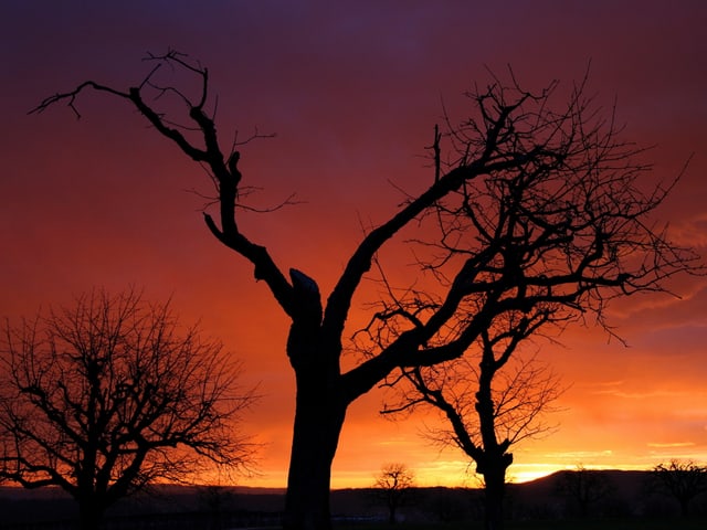 Sonnenaufgang mit rötlich verfärbtem Himmel. Im Vordergrund sind die Konturen von Bäumen sichtbar.