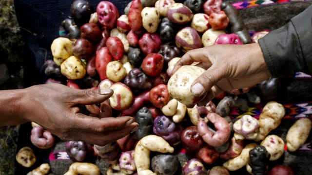 Verschiedenfarbige Kartoffeln unterschiedlichster Formen und Grösse liegen ausgebreitet auf einem Tisch. Verschiedenfarbige Kartoffeln unterschiedlichster Formen und Grösse liegen ausgebreitet auf einem Tisch.