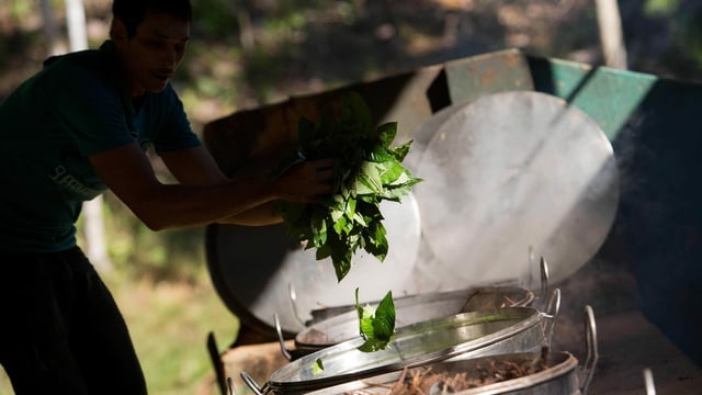 Zubereitung von Ayahuasca Zubereitung von Ayahuasca