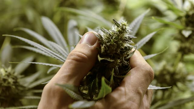 Eine Person hält eine Cannabis-Staude in der Hand. Eine Person hält eine Cannabis-Staude in der Hand.