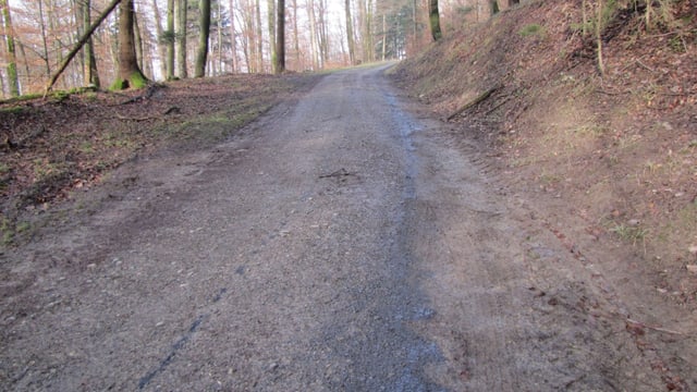 Der mit Öl verschmutzte Waldweg Der mit Öl verschmutzte Waldweg