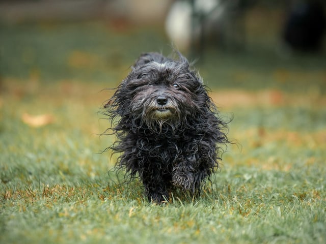 Ein kleiner schwarzer Hund auf einer Wiese.