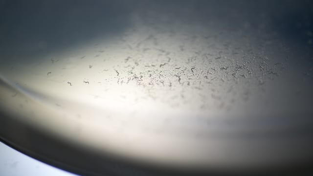 Blick in eine Petrischale: Kleine Würmer Blick in eine Petrischale: Kleine Würmer