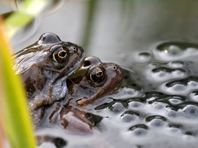 Kröten im Wassser beim laichen Kröten im Wassser beim laichen