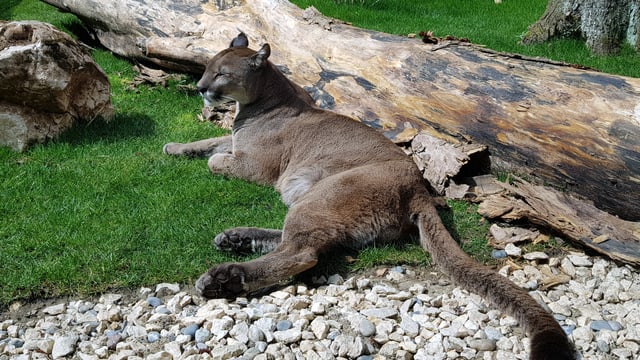 Puma Puma