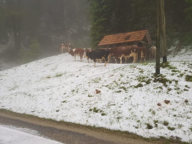 Kühe im Hagel.