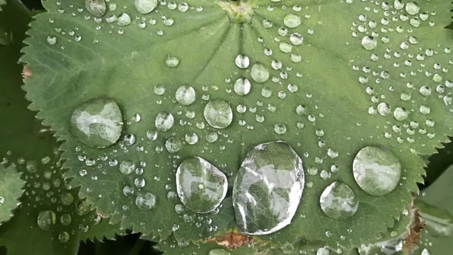 Mehrere Wassertropfen auf einem Blatt. Mehrere Wassertropfen auf einem Blatt.