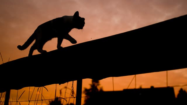 Katze auf Zaun. Katze auf Zaun.