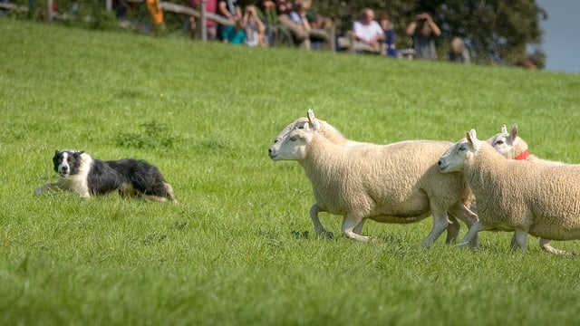 Video «GEOlino: Die besten Hütehunde von Wales (8/10)» abspielen Video «GEOlino: Die besten Hütehunde von Wales (8/10)» abspielen