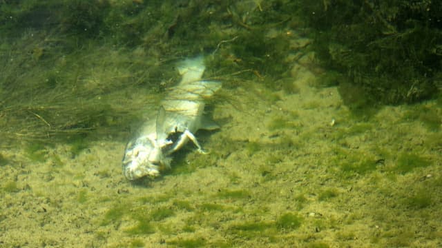 Toter Fisch Toter Fisch