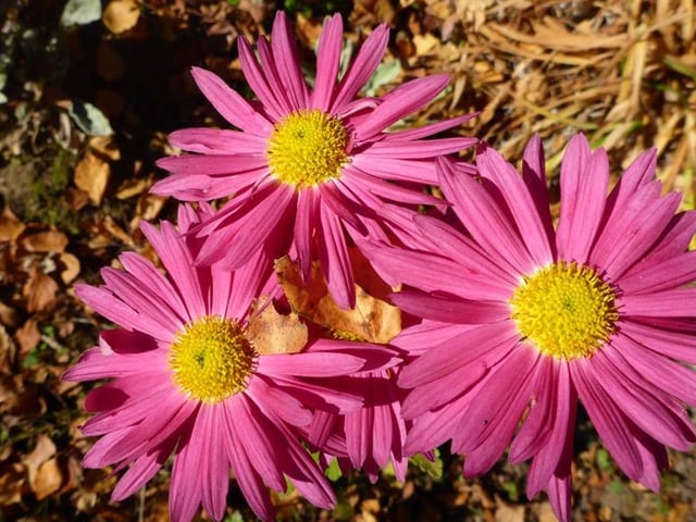 Pinke Blumen welche in der Mitte gelb sind.