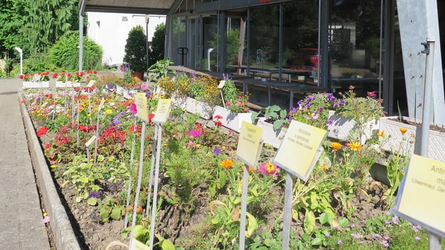 Blumen Blumen