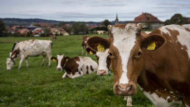 Milch- und Fleisch-Produzenten wollen Treibhausgase reduzieren