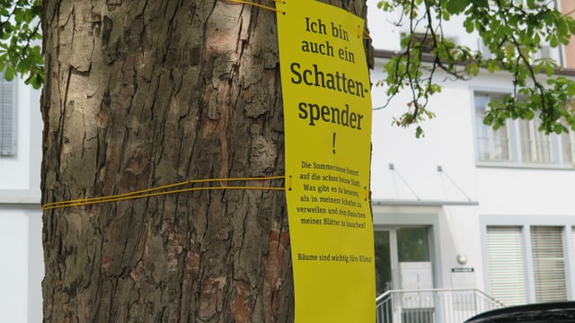 Auf einem Baum ist ein Plakat angebracht, auf welchem steht, dass Bäume wichtig sind fürs Klima. Auf einem Baum ist ein Plakat angebracht, auf welchem steht, dass Bäume wichtig sind fürs Klima.