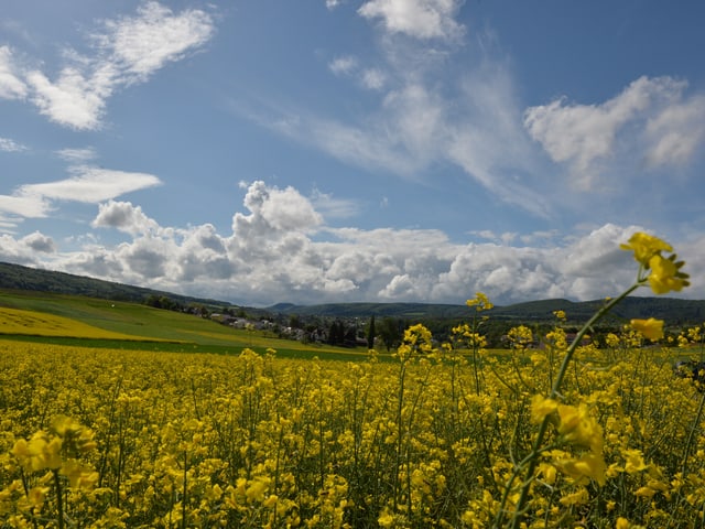 Gelbes Rapsfeld unten, blauer Himmel mit einigen Schönwetterwolken oben. Am Horizont ist ein Dorf sichtbar. Frühlingsstimmung.
