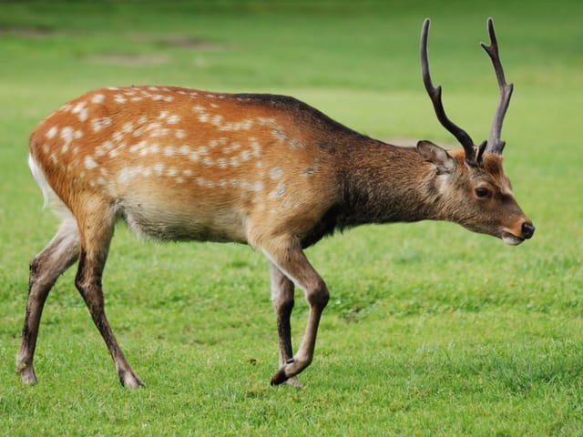 Ein Skia-Hirsch Ein Skia-Hirsch